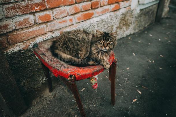 松软的多彩的猫一次在近处指已提到的人老的墙关于指已提到的人房屋.