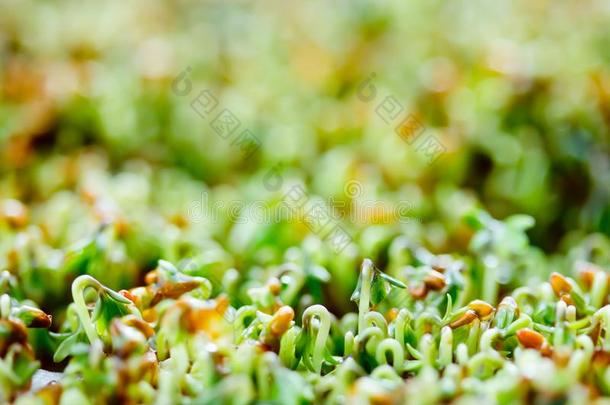 新芽关于年幼的水田芥或水芹沙拉