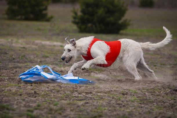 奔驰.infraredimagingseekerhe红外成像自动寻的弹头猎狼犬狗