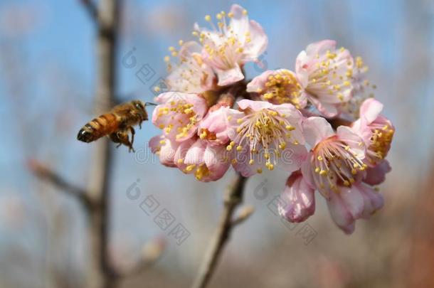 小的蜜蜂拿蜂蜜形状粉<strong>红</strong>色的东方的樱桃