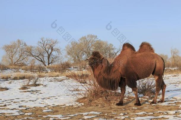 两个-有肉峰的bactriancamel双峰驼骆驼采用X采用jiang,Ch采用a骆驼us巴克里纳斯