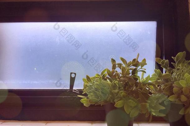 光泄漏,两个小的植物在近处窗玻璃