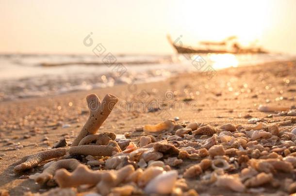 珊瑚<strong>碎片</strong>和海<strong>碎片</strong>向<strong>金</strong>色的海滩早晨阳光