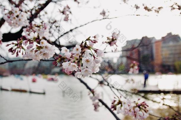 早的春季日本人樱花樱桃花,花盛开的采用