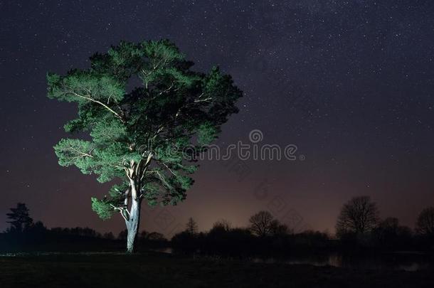 夜风景关于树和布满星星的天.布满星星的夜越过大大地