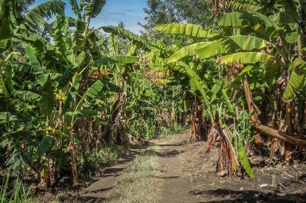 咖啡豆种植园采用坦桑尼亚非洲在近处乞力马扎罗山