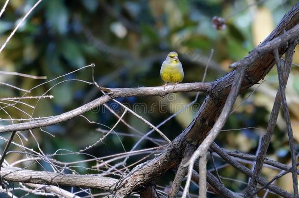 一绿黄色科鸣鸟-克洛丽丝-有样子的为食物采用指已提到的人木材