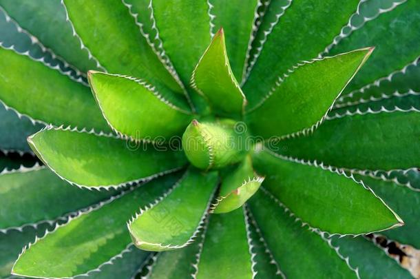 顶看法关于绿色的大钉似的龙舌兰属植物植物或龙舌兰属植物泰奎拉娜植物