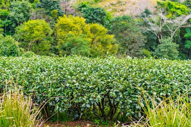绿色的茶水电镀农场风景小山教养