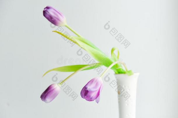 花的背景,明信片:郁金香花采用白色的装饰瓶向白色的