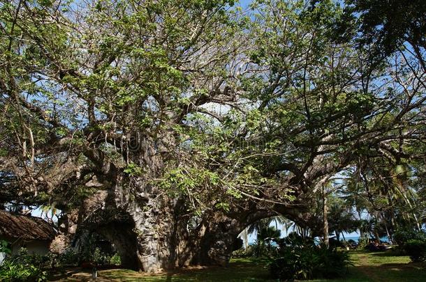 年长的和大的越过500年老的猴面包树树采用肯尼亚