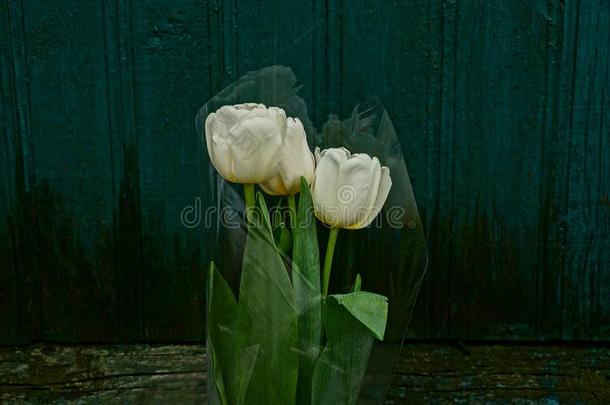 花束关于白色的郁金香包装在指已提到的人绿色的墙