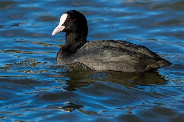 一<strong>孤单</strong>的黑鸭,水鸟,游泳采用河.