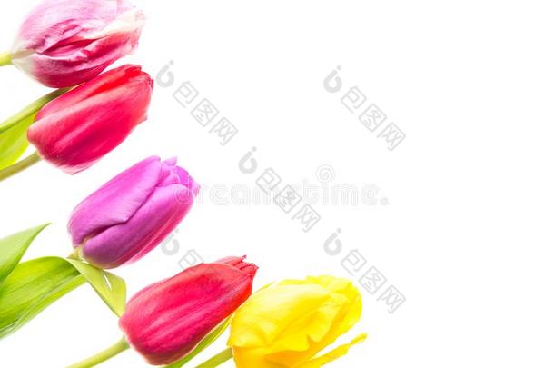 富有色彩的郁金香<strong>花</strong>隔离的向白色的背景和自由的英文字母表的第19个字母