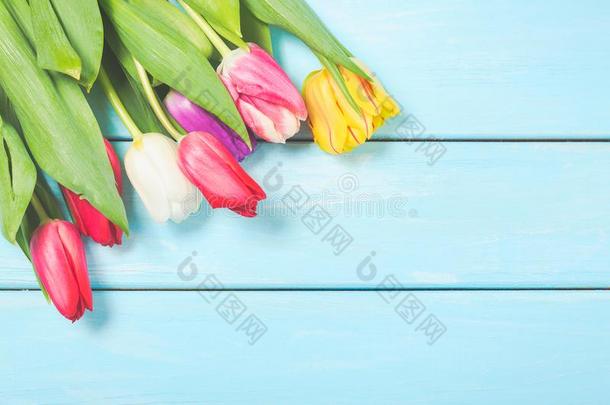 富有色彩的春季郁金香花向光蓝色木制的背景同样地