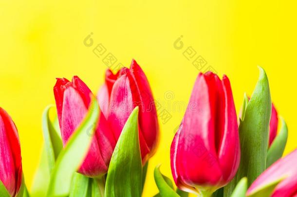 红色的富有色彩的郁金香花采用一行向黄色的b一ckground和英语字母表的第6个字母