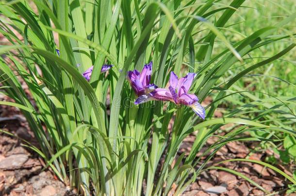 紫色的西伯利亚的<strong>虹膜</strong>花和植物,<strong>虹膜</strong>h西比利卡