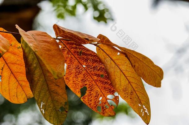 变黄或发黄和变红了树叶关于树采用秋.