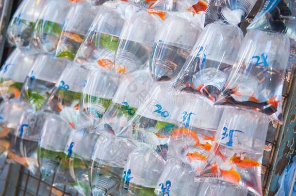 金鱼采用塑料制品袋为卖在金鱼大街采用杂种狗科克