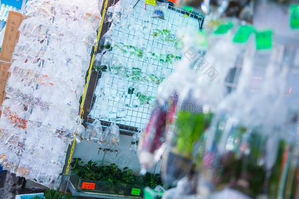 金鱼采用塑料制品袋为卖在金鱼大街采用杂种狗科克