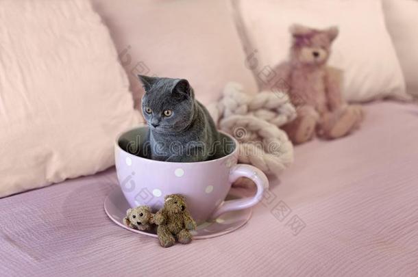 不列颠的短的头发小猫采用一<strong>茶水杯</strong>子