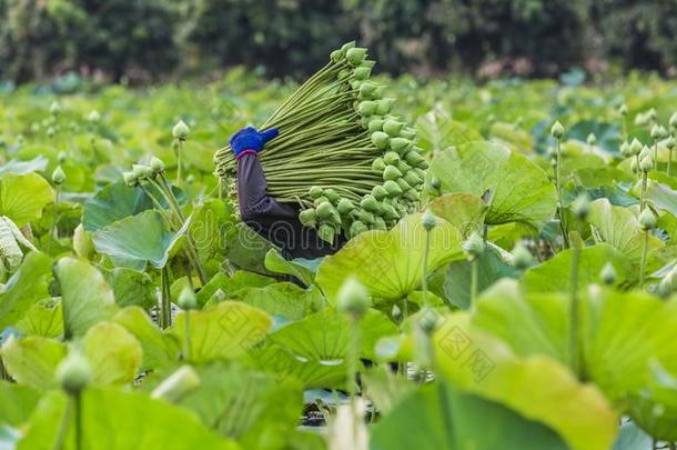 ThaiAirwaysIntern在ional泰航国际莲花农场主收集莲花采用莲花农场种植园在英语字母表的第13个字母