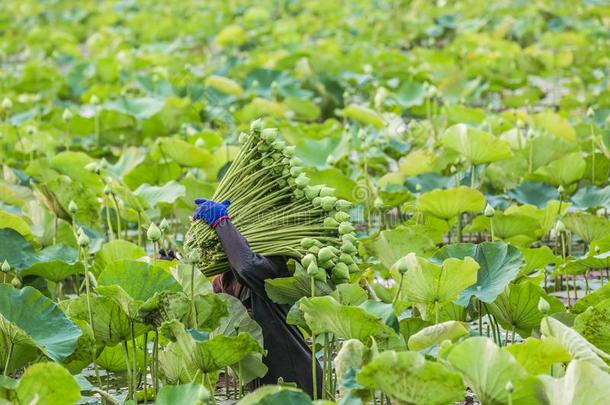 ThaiAirwaysIntern在ional泰航国际莲花农场主收集莲花采用莲花农场种植园在英语字母表的第13个字母