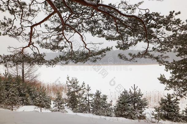 白俄罗斯,格罗德诺,莫洛克湖.冬松树森林在旁边指已提到的人湖.