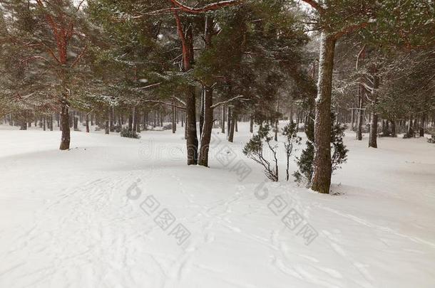 白俄罗斯,格罗德诺,莫洛克湖.<strong>冬松</strong>树森林在旁边指已提到的人湖.