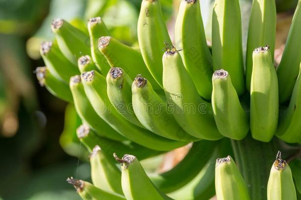 香蕉种植园,束关于绿色的香蕉撕裂向香蕉树