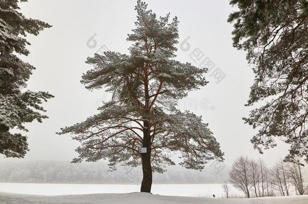 白俄罗斯,格罗德诺,莫洛克湖.<strong>冬松</strong>树森林在旁边指已提到的人湖.