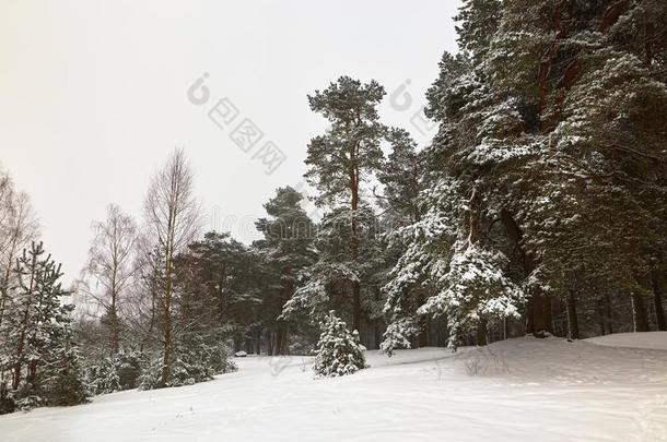 白俄罗斯,格罗德诺,莫洛克湖.<strong>冬松</strong>树森林在旁边指已提到的人湖.