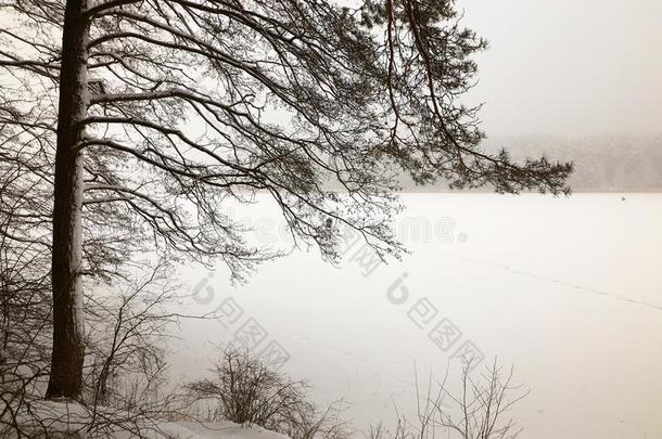 白俄罗斯,格罗德诺,莫洛克湖.冬松树森林在旁边指已提到的人湖.