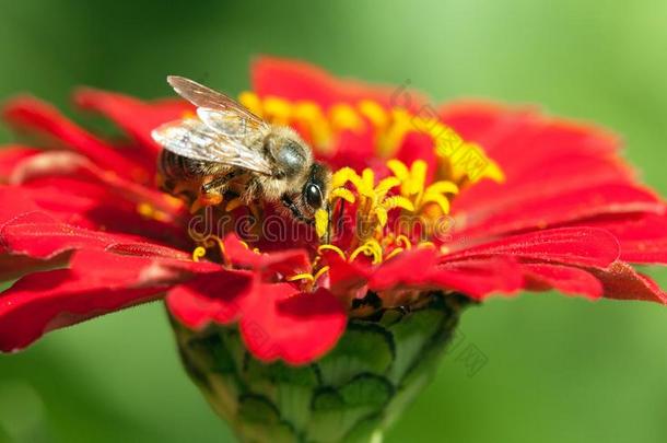 蜜蜂或蜜蜂采用Lat采用蜜蜂产蜜者