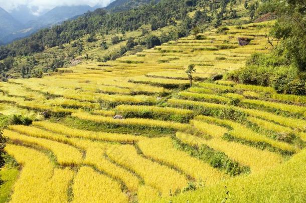 稻或稻田采用尼泊尔喜马拉雅山脉