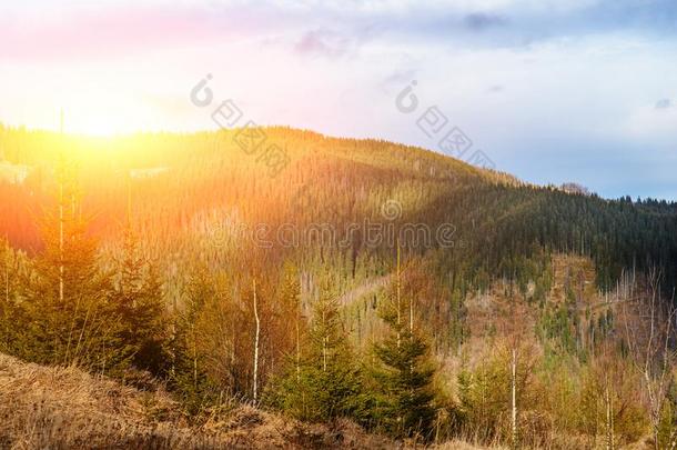 风景优美的冬看法向顶关于指已提到的人喀尔巴阡山脉的山