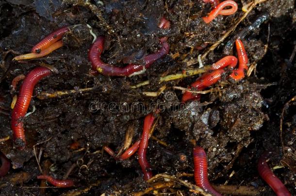 蚯蚓表面涂布不均采用堆肥