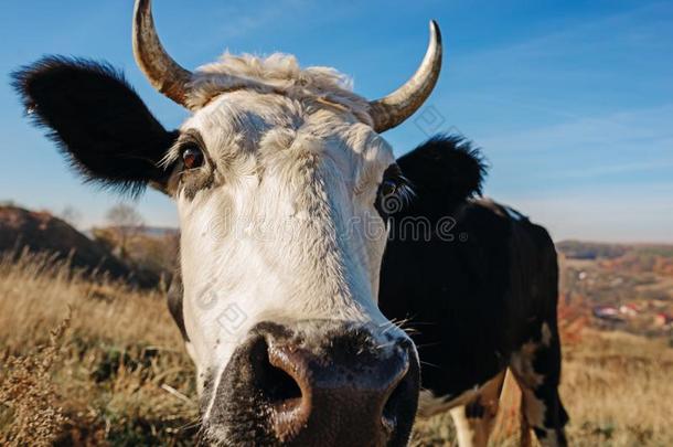关-在上面面容关于有角的黑的和白色的奶牛户外的.奶牛目不转睛的