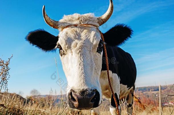 关-在上面面容关于有角的黑的和白色的奶牛户外的.奶牛目不转睛的