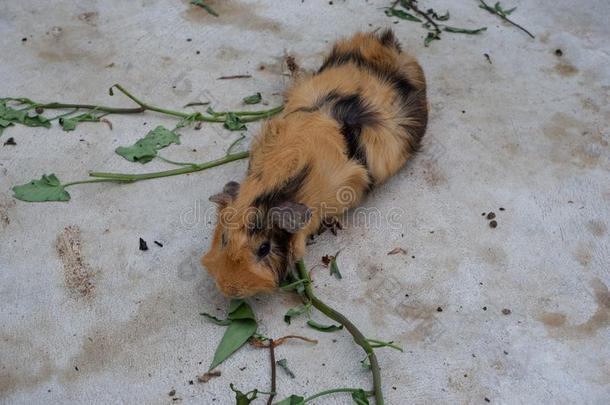 漂亮的畿尼猪吃早晨光荣.