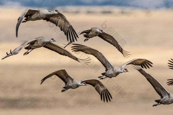 美丽的形成关于飞行的沙丘鹤鹤