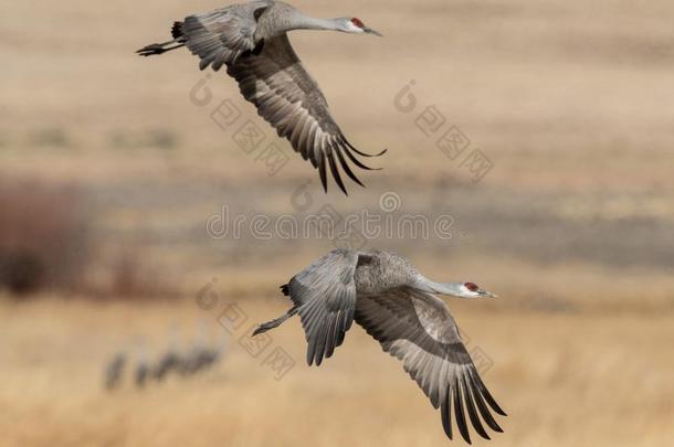 沙丘鹤鹤高飞的和飞行章伸开越过沼泽地和Senegal塞内加尔