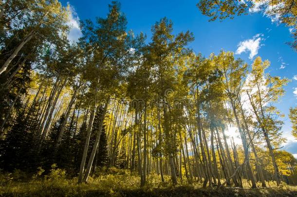 阳光光亮的通过富有色彩的森林关于山杨树