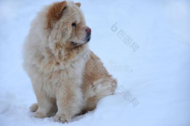 一原产地中国的狗-原产地中国的狗狗坐向指已提到的人雪和相貌离开