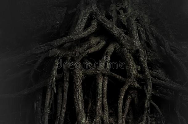 缠绕根关于一老的树,黑的一d白色的照片