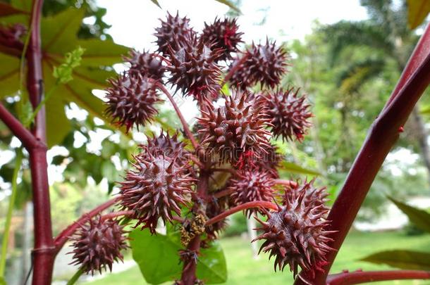 小<strong>脚轮</strong>油植物.