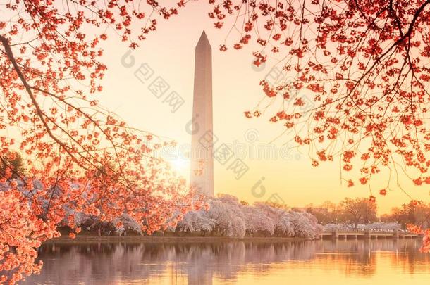 华盛顿纪念碑在的时候指已提到的人樱桃花节日