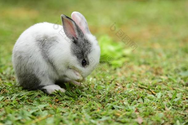 小的兔子是狡猾的采用指已提到的人花园