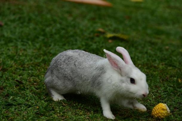 <strong>小</strong>的兔子是狡猾的采用指已提到的人花园
