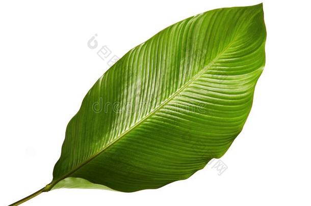 蓝花蕉植物的叶子,异国的热带的叶子,大大地绿色的叶子,伊斯拉特